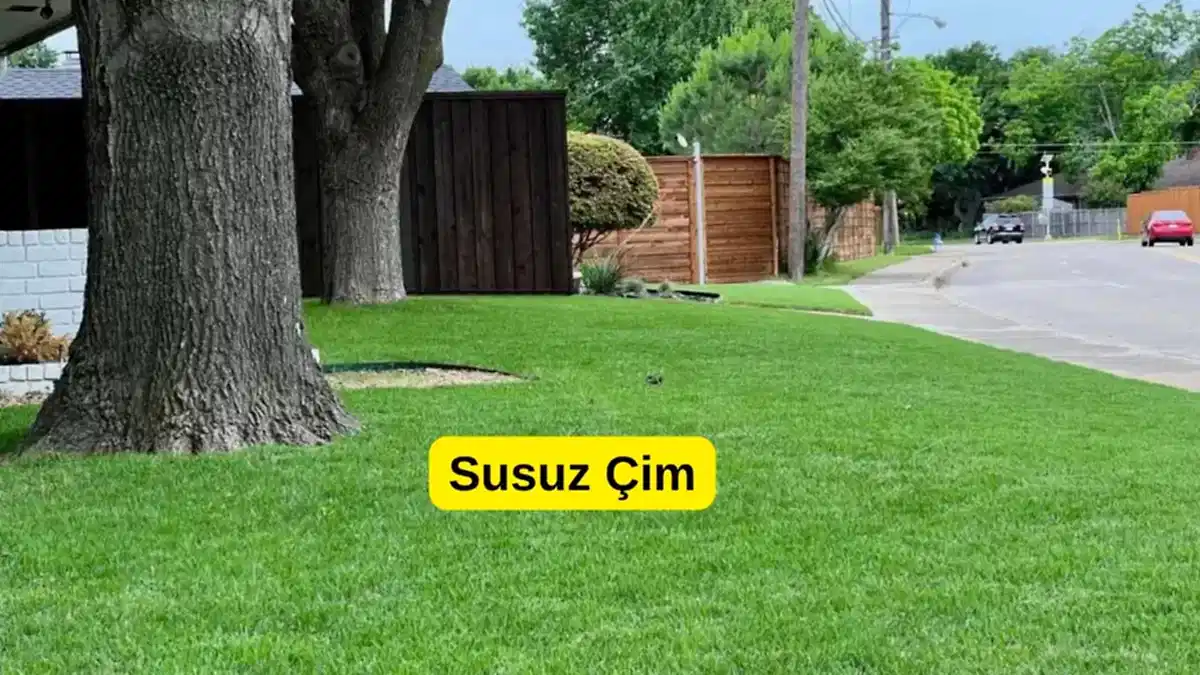 Bakı’da Susuz Çim Seçimi: Az Suyla Bile Yeşil Kalın