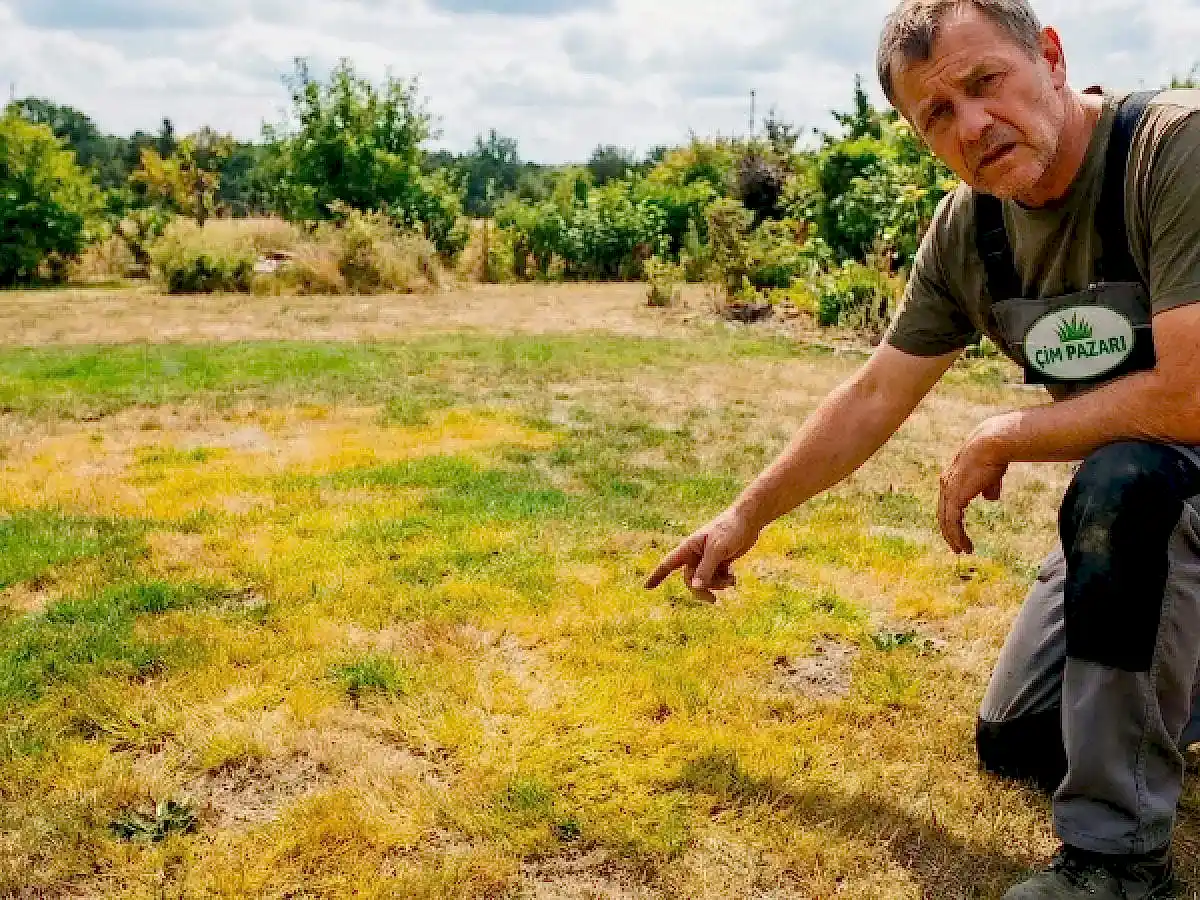 Sararan Rulo Çim: Nedenleri, Teşhis ve Etkili Çözümler