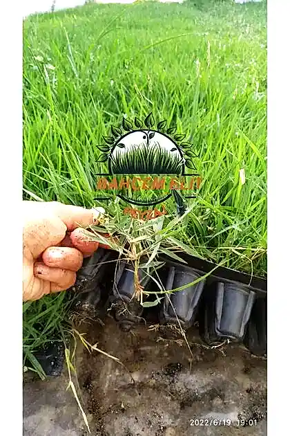 Zoysia çim fidesi
