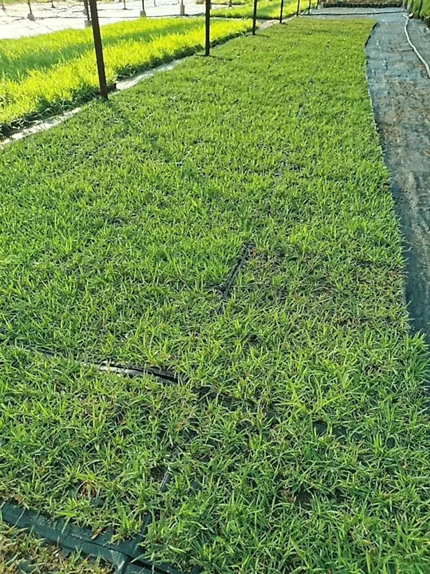 Zoysia Çimi