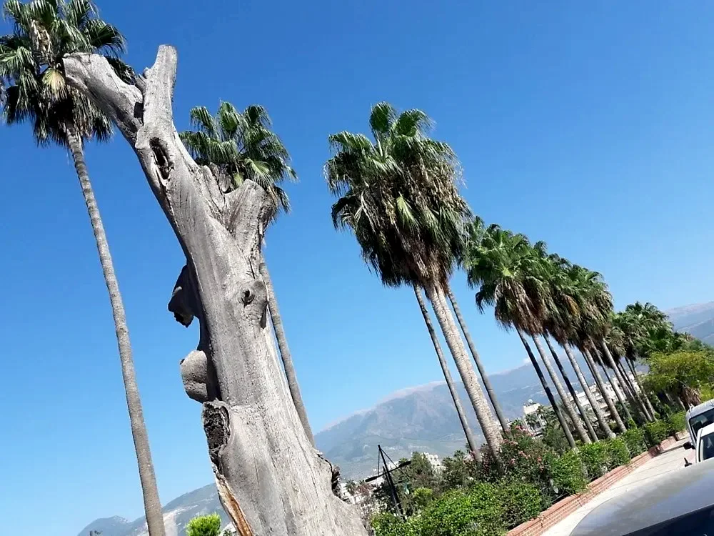 Bakı İskenderun 50 Dönüm Park Projesi | Bermuda Çim Uygulama Başarısı