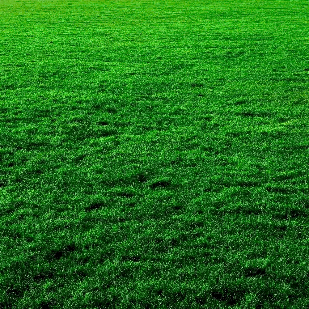 paspalum notatum